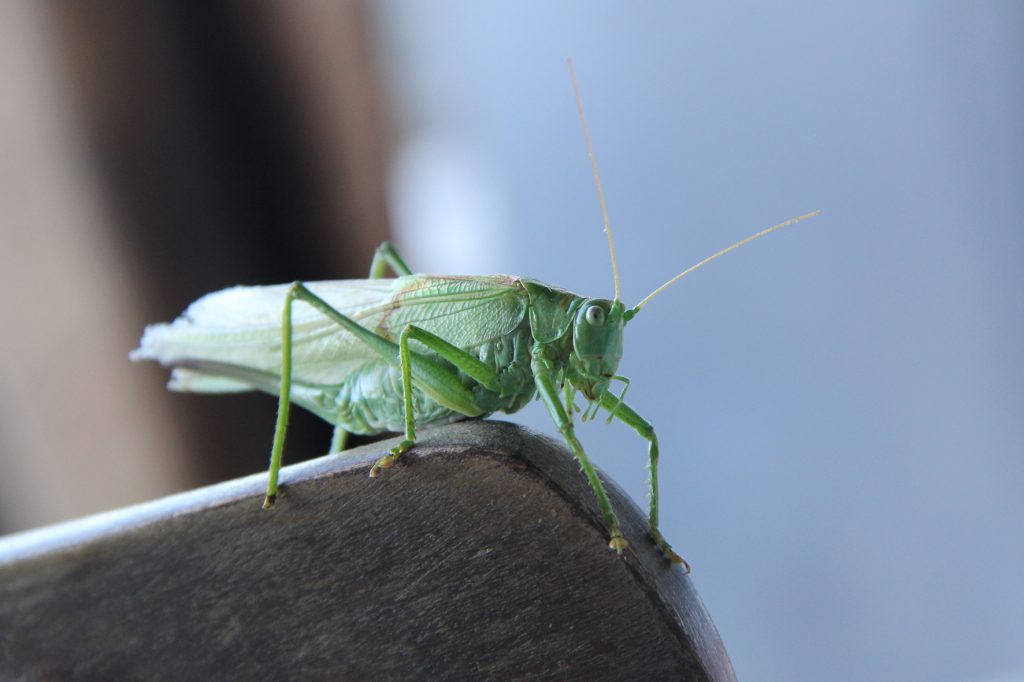 Grasshopper